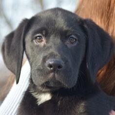 Medium Photo #1 Borador Puppy For Sale in Huntley, IL, USA