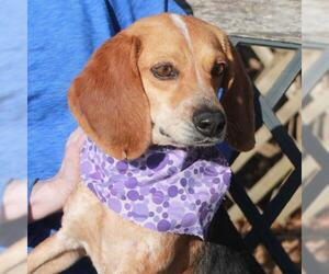 Beagle Dogs for adoption in Garfield Heights, OH, USA