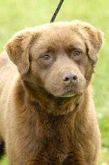 Medium Photo #1 Labrador Retriever Puppy For Sale in Johnson City, TN, USA