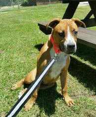 Boxer-Unknown Mix Dogs for adoption in Laurinburg, NC, USA