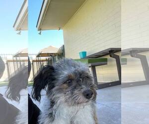 Poodle (Miniature)-Unknown Mix Dogs for adoption in Tempe , AZ, USA