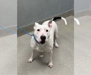 American Pit Bull Terrier-Unknown Mix Dogs for adoption in Las Vegas, NV, USA