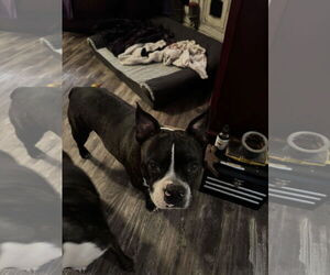 Boston Terrier-Boxer Mix Dogs for adoption in Gulfport, MI, USA
