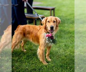 Golden Retriever Dogs for adoption in Fultonham, NY, USA