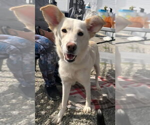 Labrador Retriever-Unknown Mix Dogs for adoption in Walnutport, PA, USA