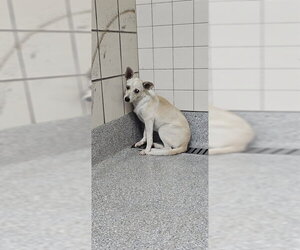 Chihuahua-Unknown Mix Dogs for adoption in Pasadena, TX, USA