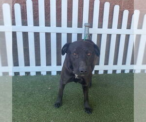 Labrador Retriever Dogs for adoption in Modesto, CA, USA