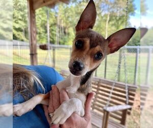 Rat Terrier-Unknown Mix Dogs for adoption in Opelika, AL, USA