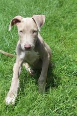 Weimaraner Dogs for adoption in Albany, GA, USA