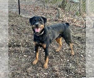 Rottweiler Dogs for adoption in Rockville, MD, USA