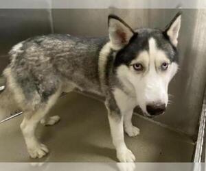 Siberian Husky Dogs for adoption in Fort Lauderdale, FL, USA