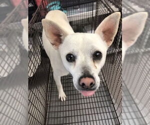 Chihuahua Dogs for adoption in San Bernardino, CA, USA