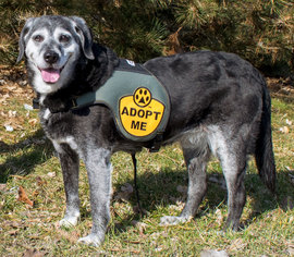 Labrador Retriever-Unknown Mix Dogs for adoption in Livonia, MI, USA