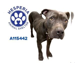 American Pit Bull Terrier Dogs for adoption in HESPERIA, CA, USA