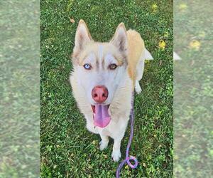 Siberian Husky Dogs for adoption in Sacramento, CA, USA