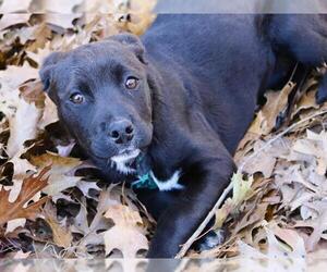 American Staffordshire Terrier-Labrador Retriever Mix Dogs for adoption in Tallahassee, FL, USA