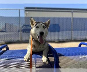 - Mix Dogs for adoption in HESPERIA, CA, USA