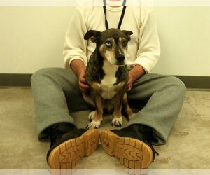 Australian Shepherd-Beagle Mix Dogs for adoption in Frenchburg, KY, USA