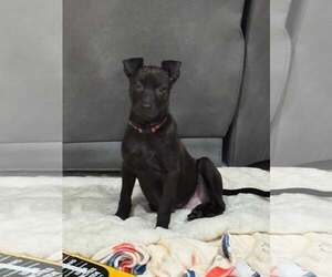 Retriever -Unknown Mix Dogs for adoption in Woodbury, NY, USA