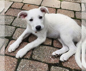 Labrador Retriever-white german shepherd Mix Dogs for adoption in Genesee, WI, USA