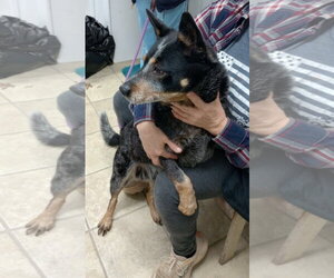 Mutt Dogs for adoption in Frenchburg, KY, USA