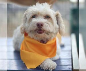 Poodle (Miniature)-Unknown Mix Dogs for adoption in San Antonio, TX, USA