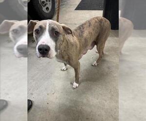 American Pit Bull Terrier Dogs for adoption in Saginaw, MI, USA