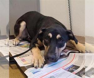 Plott Hound-Unknown Mix Dogs for adoption in San Antonio, TX, USA