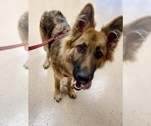 German Shepherd Dog Dogs for adoption in Mundelein, IL, USA