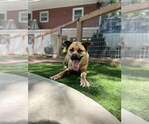 Akita-Rottweiler Mix Dogs for adoption in Leavenworth, KS, USA