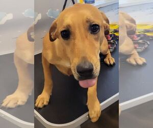 Bassetdor Dogs for adoption in Carrollton, TX, USA