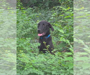 Great Dane Dogs for adoption in Bullard, TX, USA