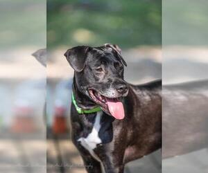 Labrador Retriever-Unknown Mix Dogs for adoption in Munford, TN, USA