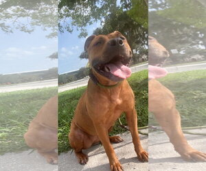 Black Mouth Cur-Unknown Mix Dogs for adoption in Sanford, FL, USA