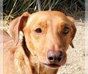 Dachshund Dogs for adoption in Lake Forest, CA, USA