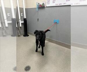 Labsky Dogs for adoption in Las Vegas, NV, USA