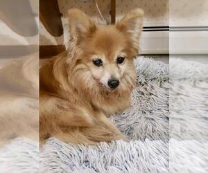 Pomeranian Dogs for adoption in Caldwell, NJ, USA