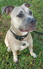 Medium Photo #1 Bullboxer Pit Puppy For Sale in Orlando, FL, USA