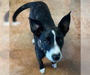 Border Collie-Unknown Mix Dogs for adoption in Bolivar, MO, USA