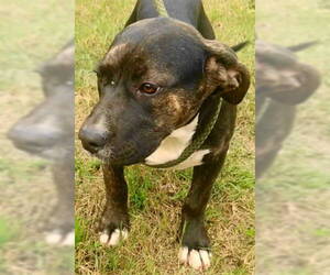 Coonhound-Labrador Retriever Mix Dogs for adoption in Tyler, TX, USA