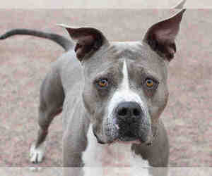 Staffordshire Bull Terrier Dogs for adoption in Brighton, CO, USA