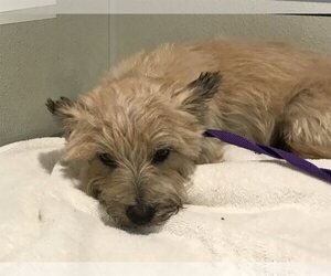 Cairn Terrier Dogs for adoption in pomona, CA, USA