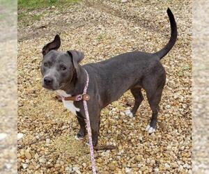 American Pit Bull Terrier-Unknown Mix Dogs for adoption in Hollywood, MD, USA