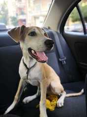 Medium Photo #1 Labrador Retriever-Unknown Mix Puppy For Sale in Bronx, NY, USA
