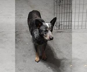 Mutt Dogs for adoption in San Antonio, TX, USA