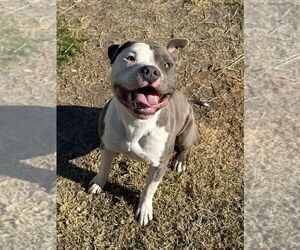 Staffordshire Bull Terrier-Unknown Mix Dogs for adoption in Dana Point, CA, USA