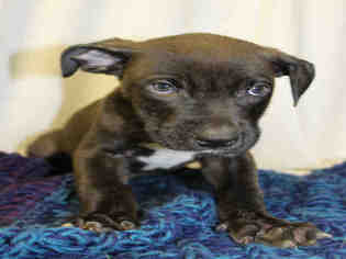 Medium Photo #1 Bullboxer Pit Puppy For Sale in Globe, AZ, USA
