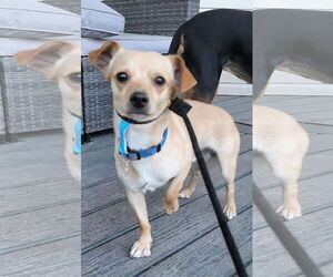 Chihuahua Dogs for adoption in Sandy, UT, USA