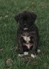 Medium Photo #1 Mutt Puppy For Sale in Gilbertsville, PA, USA