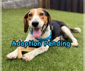 Beagle-Unknown Mix Dogs for adoption in Dunnellon, FL, USA